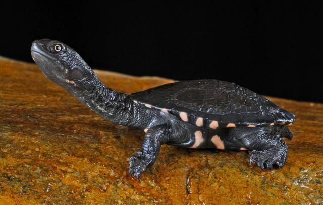 Eastern long-necked turtle Eastern longnecked turtle