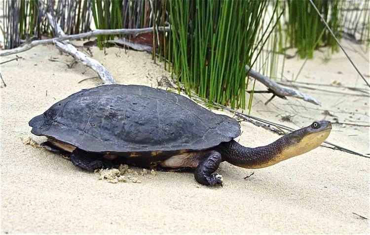 Eastern long-necked turtle wwwiucntftsgorgwpcontentuploadsimagePhotos