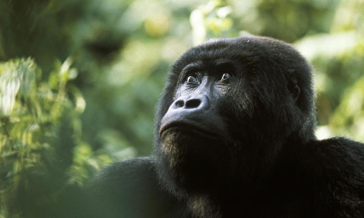 Eastern lowland gorilla Eastern Lowland Gorilla Species WWF