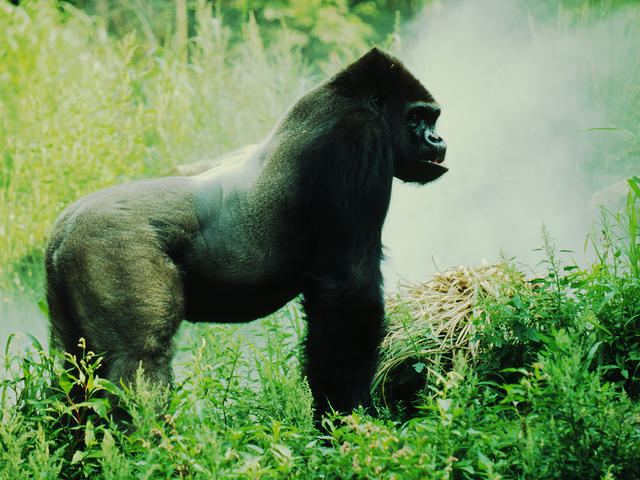 Eastern lowland gorilla Eastern Lowland Gorilla Species WWF