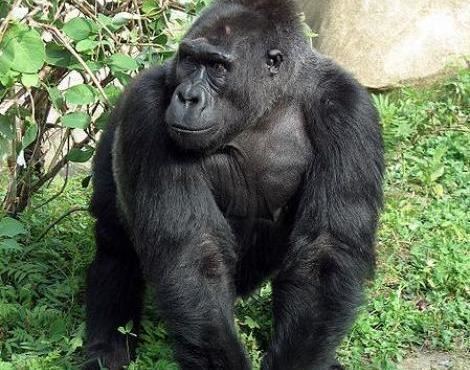 Eastern lowland gorilla 1bpblogspotcom6XIvJC2Js0Twpg0eBCYIAAAAAAA