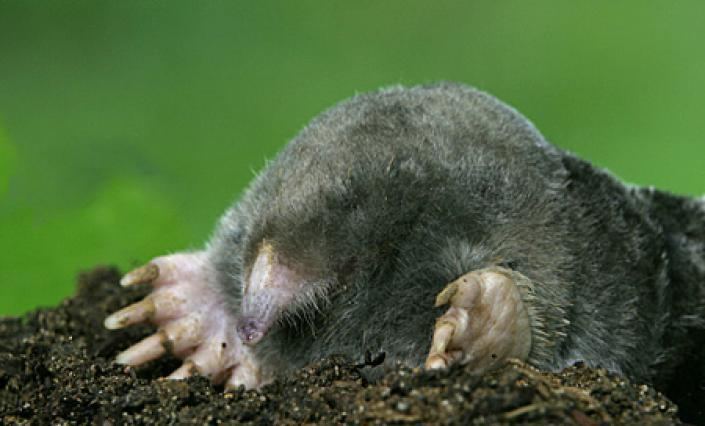 Eastern mole Eastern Mole