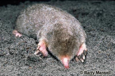 Eastern mole Species Profile Eastern Mole Species at Risk Public Registry
