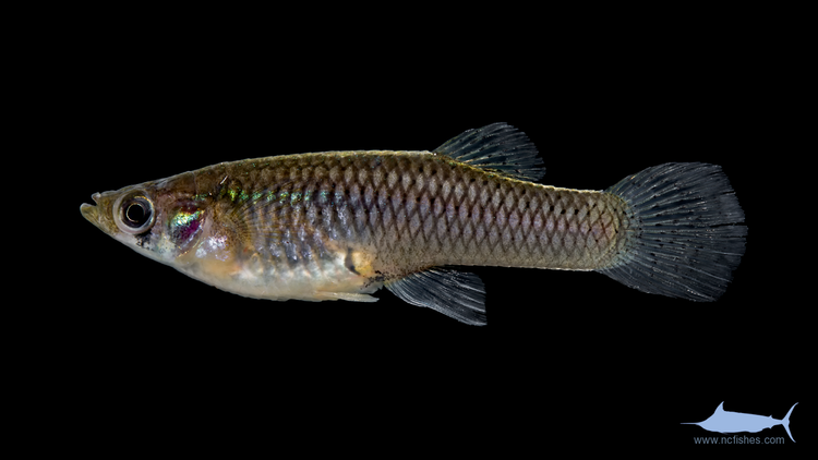 Eastern mosquitofish Poeciliidae Fishes of North Carolina