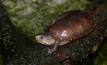 Eastern mud turtle Species Profile Eastern Mud Turtle Kinosternon subrubrum SREL