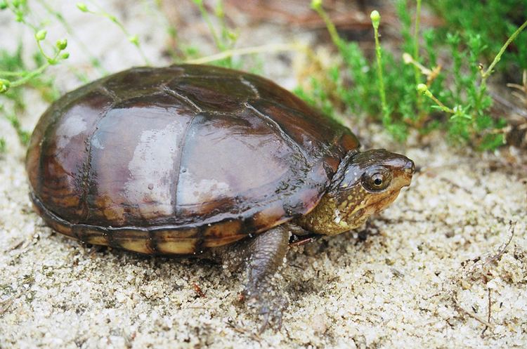 Eastern mud turtle Eastern Mud Turtle Kinosternon s subrubrum Photography by Dylan