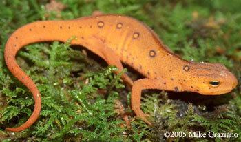 Eastern newt Caudata Culture Species Entry Notophthalmus viridescens Eastern Newt