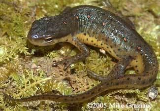 Eastern newt Caudata Culture Species Entry Notophthalmus viridescens Eastern Newt