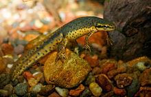 Eastern newt Eastern newt Wikipedia