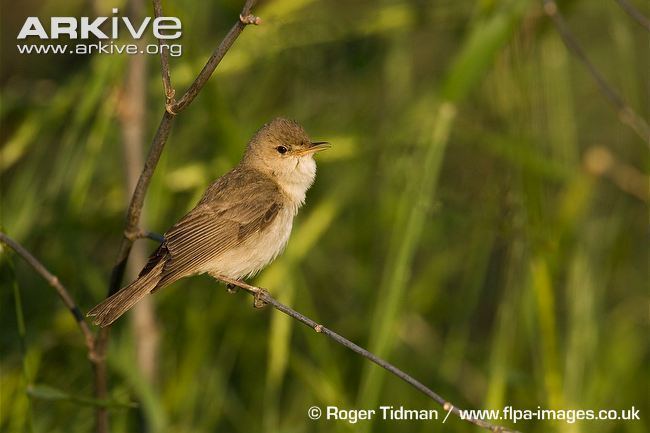 Eastern olivaceous warbler Eastern olivaceous warbler videos photos and facts Hippolais