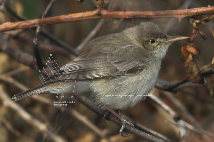 Eastern olivaceous warbler Birdwatch ID Blog Which warbler species or even genus
