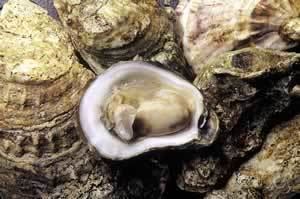 Eastern oyster Crassostrea virginica Eastern oyster