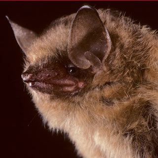 Eastern pipistrelle Minnesota Wildlife Control Eastern Pipistrelle Bat