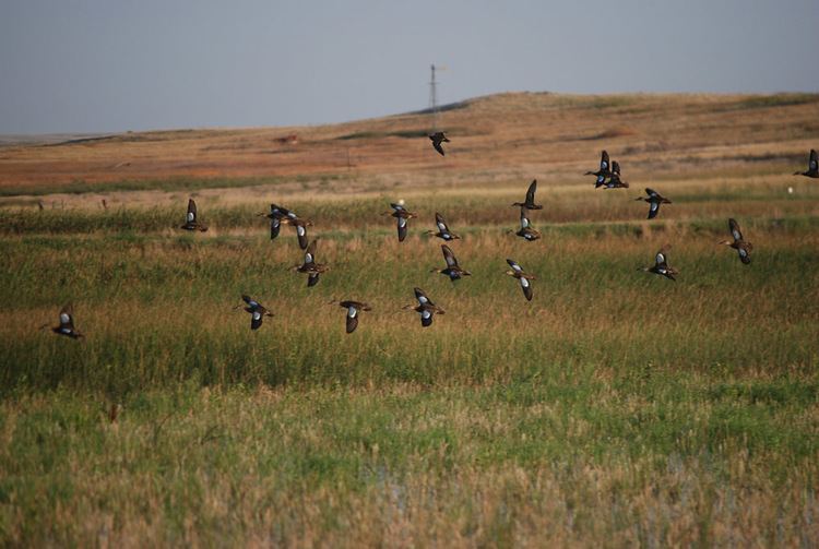 Eastern Plains Teal Doves and Crappie Three Reasons to Visit Colorado39s Eastern