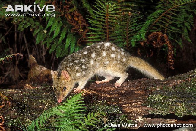 Eastern quoll Eastern quoll videos photos and facts Dasyurus viverrinus ARKive