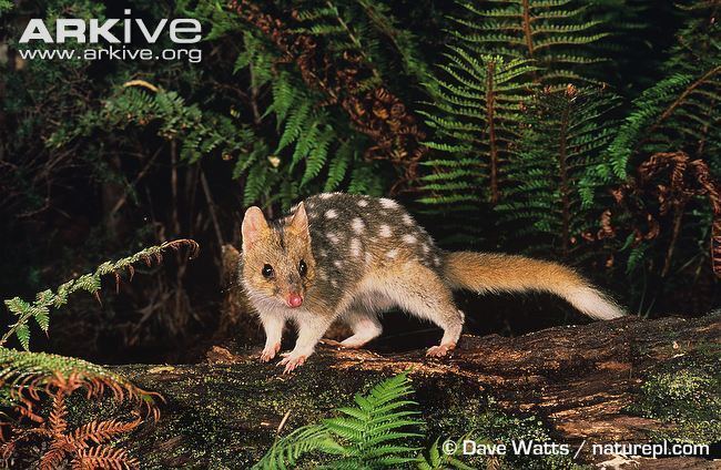 Eastern quoll Eastern quoll videos photos and facts Dasyurus viverrinus ARKive