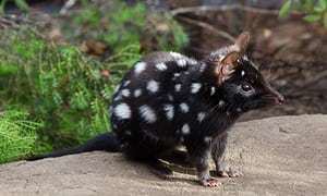 Eastern quoll Eastern quolls extinct on mainland to be reintroduced in NSW