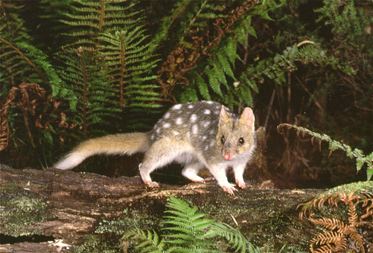 Eastern quoll Parks amp Wildlife Service Eastern Quoll