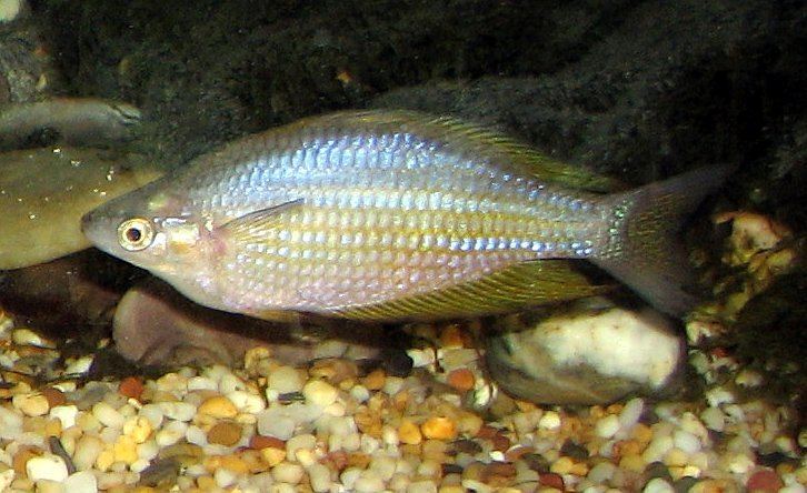 Eastern rainbowfish Eastern rainbowfish Wikipedia