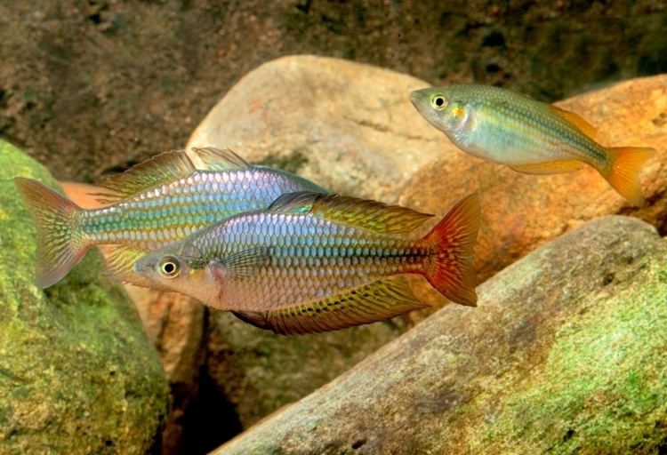Eastern rainbowfish rainbowfishangfaqldorgauMsplendida20Chlohes