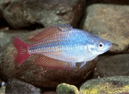 Eastern rainbowfish Eastern Rainbowfish Melanotaenia Splendida Tropical Fish Site