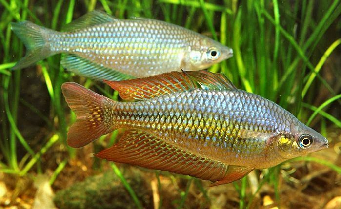 Eastern rainbowfish Eastern Rainbowfish Melanotaenia splendida splendida Tropical