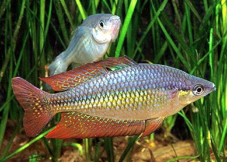 Eastern rainbowfish Eastern Rainbowfish Tropical Fish Keeping