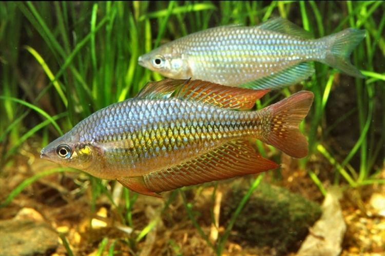 Eastern rainbowfish Melanotaenia splendida