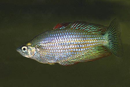 Eastern rainbowfish Melanotaenia splendida splendida Eastern Rainbowfish Seriously Fish