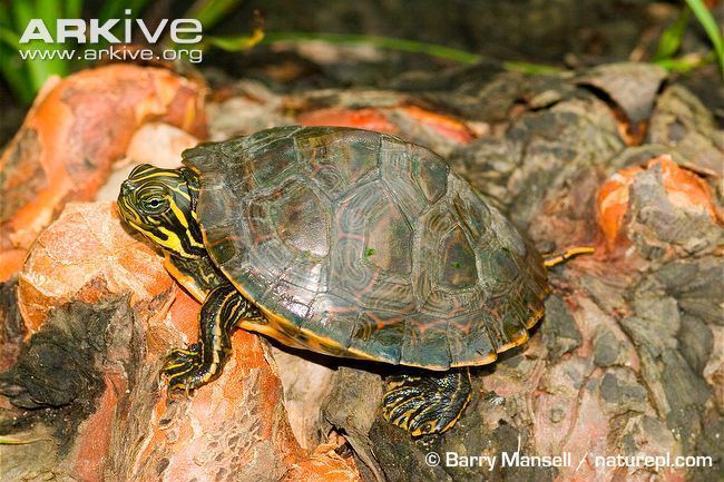 Eastern river cooter River cooter photo Pseudemys concinna G142437 ARKive