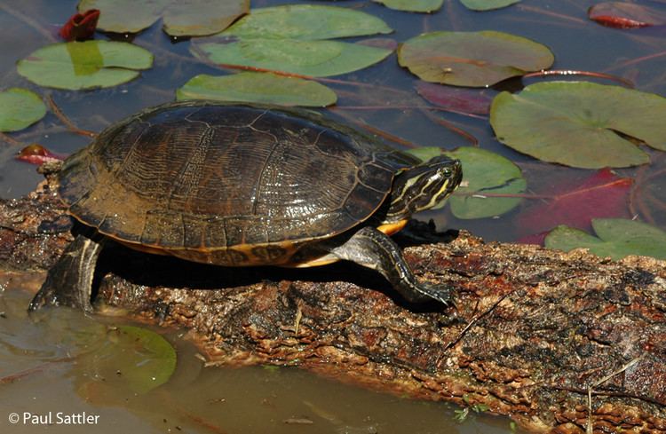 Eastern river cooter Eastern River Cooter