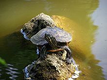 Eastern river cooter Eastern river cooter Wikipedia