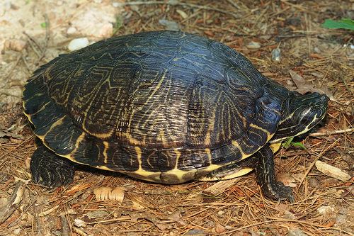Eastern river cooter Herps of Arkansas Eastern River Cooter Pseudemys concinna concinna