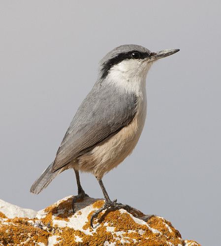 Eastern rock nuthatch Eastern Rock Nuthatch