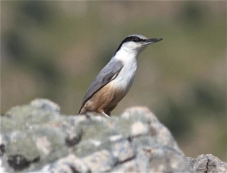 Eastern rock nuthatch wwwhbwcomsitesdefaultfilesstylesibc1kpubl