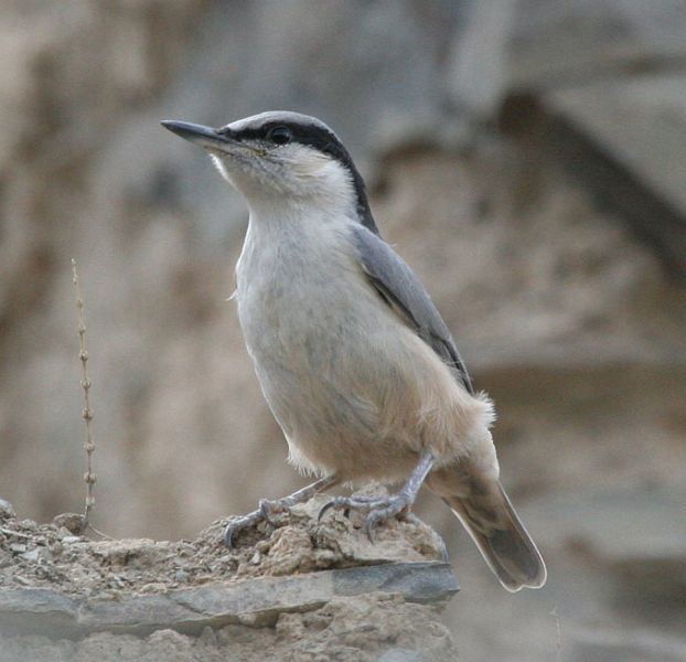 Eastern rock nuthatch Oriental Bird Club Image Database Eastern Rock Nuthatch Sitta