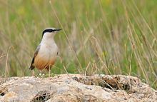 Eastern rock nuthatch Eastern rock nuthatch Wikipedia