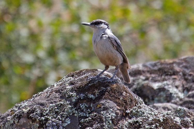 Eastern rock nuthatch Eastern Rock Nuthatch Sitta tephronota Adult perched on rock near