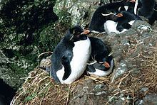 Eastern rockhopper penguin httpsuploadwikimediaorgwikipediacommonsthu