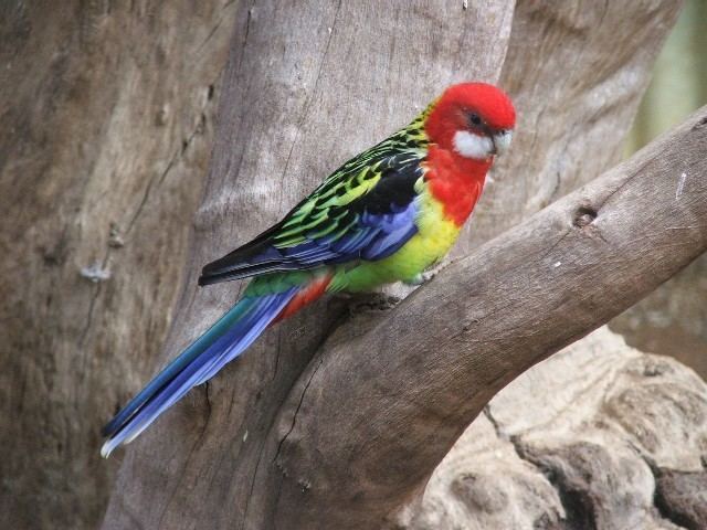 Eastern rosella Eastern Rosella Facts Mutations Pet Care Behavior Pictures
