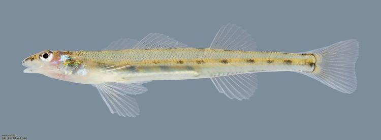 Eastern sand darter Ammocrypta pellucida Eastern Sand Darter