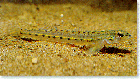 Eastern sand darter Sydenham River Species at Risk