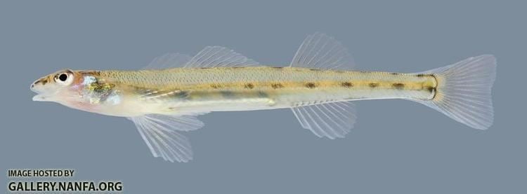 Image result for Eastern sand darter