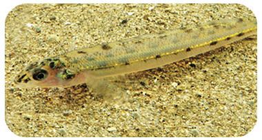 Eastern sand darter The eastern sand darter a threatened species