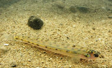 Eastern sand darter Eastern Sand Darter Ontario populations