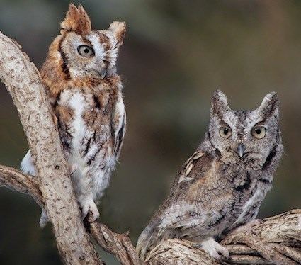 Eastern screech owl httpswwwallaboutbirdsorgguidePHOTOLARGEea