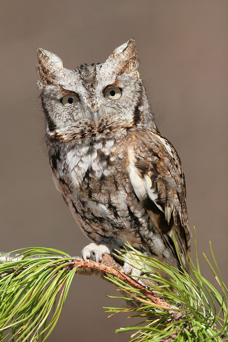 Eastern screech owl Eastern screech owl Wikipedia