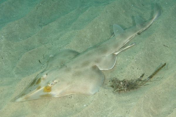 Eastern shovelnose ray Eastern Shovelnose Ray Information and pictures