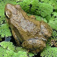 Eastern sign-bearing froglet httpsuploadwikimediaorgwikipediacommonsthu