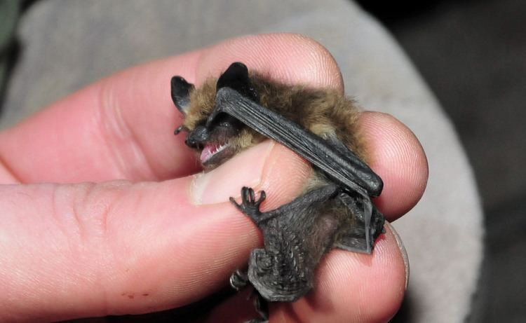 Eastern small-footed myotis Eastern SmallFooted Bat Myotis leibii I uploaded this m Flickr